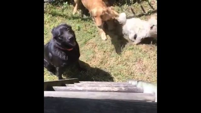 Самые веселые собаки забавные животные смотреть онлайн