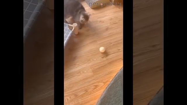 Интерактивный шар для кошек, умная игрушка, звуки птиц