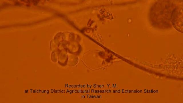 Pythium helicoides.wmv смотреть онлайн