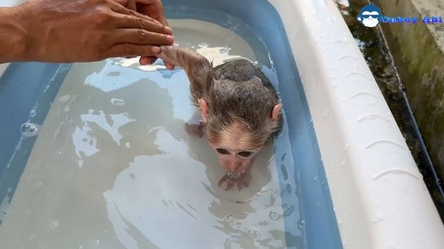 monkey abi enjoys her new bathtub and doesn't want to go out смотреть онлайн