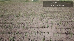 Питомник Маценко.