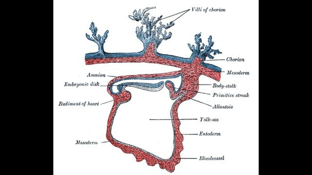 Mesoderm | Developmental Biology | Love of Learning смотреть онлайн