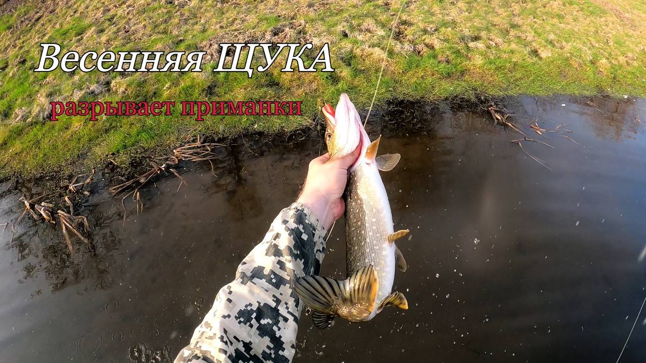Весенняя ЩУКА разрывает приманки. Рыбалка весной на спиннинг. смотреть онлайн