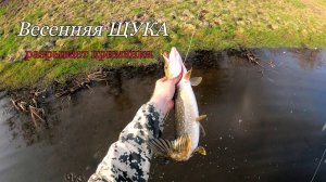 Весенняя ЩУКА разрывает приманки. Рыбалка весной на спиннинг.