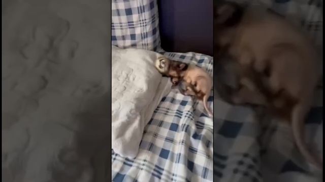 хорек «кузя» после интенсивной терапии🐻_❄️ смотреть онлайн