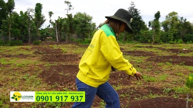 CÁCH PHỤC HỒI VƯỜN MÍT TRỒNG SAI CÁCH, GIỐNG YẾU QUÁ