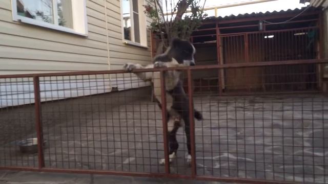 РИЦА 3 м 20 дней дочь БУРАНА и ЖУЛИ правнучка АЛАПАРА внучка ДЖАФАРА смотреть онлайн