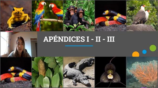 Convención sobre el Comercio Internacional de Especies Amenazadas de Fauna y Flora Silvestres-CITES смотреть онлайн