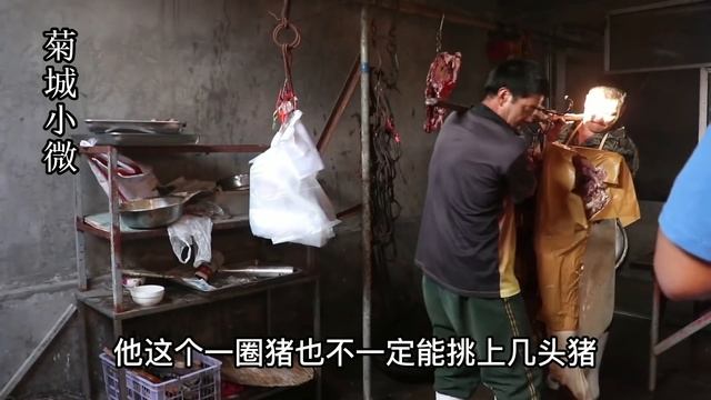 山东大哥烤黑猪，成为全村猪老大自建大型养猪场，38一斤没门面，顾客坐飞机等三天专程来吃 смотреть онлайн