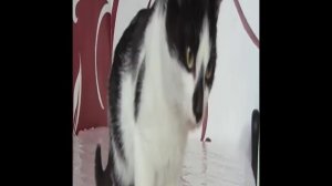 А нука давай ка (видео не моё)