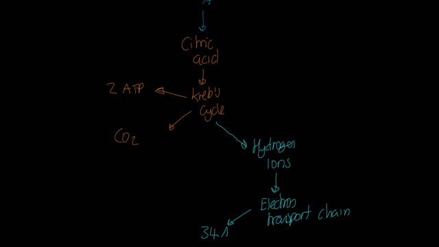 IB Sports, exercise and health science 2024: Oxidative system смотреть онлайн