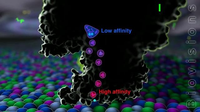 BioVisions: Electron Transport and ATP Production in Cells смотреть онлайн