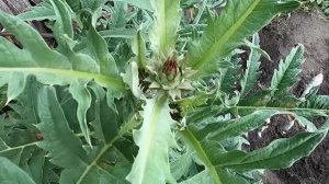 Как выращиваю артишок