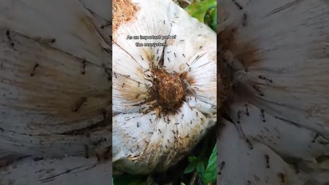 🥥 Coconut