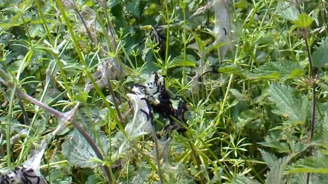 Peacock Butterfly Caterpillars, Inachis io, 14/6/14 смотреть онлайн