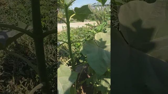 Каракалпакстанда Павлония наллерин рауажландырамыз. Каналга ПОДПИСАТЬСЯ етейик дослар смотреть онлайн