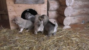 щенки западно-сибирской лайки