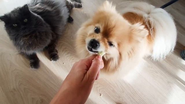 Шпиц и кот пробуют цветную капусту! смотреть онлайн
