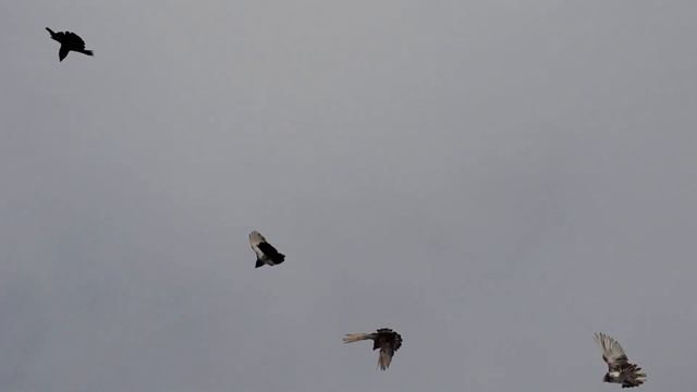 Николаевские голуби Новой Усмани 2019 смотреть онлайн