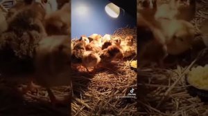 Вывод цыплят Кучинской юбилейной породы