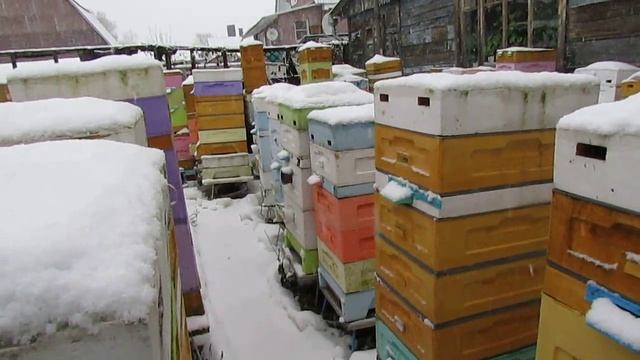 удивительно, но, пчелам нравятся пластиковые рамки , хорошее развитие, мало клеща, хорошо зимуют смотреть онлайн