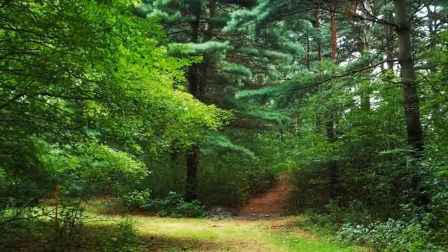 Экхарт Толле — Тишина и спокойствие смотреть онлайн