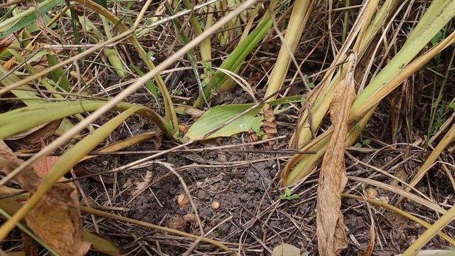 The Secret to Harvesting a Ton of Turmeric смотреть онлайн