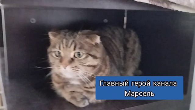 С НАСТУПАЮЩИМ НОВЫМ ГОДОМ!🩷 ДОРОГИЕ ДРУЗЬЯ! МУСЯ, МАРСЕЛЬ, МОТЯ, ЛЭЙК ПОЗДРАВЛЯЮТ КАНАЛ ❤ смотреть онлайн