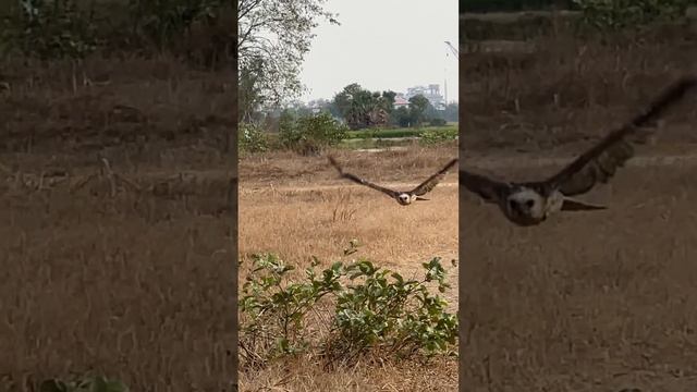Eagle free fly training смотреть онлайн
