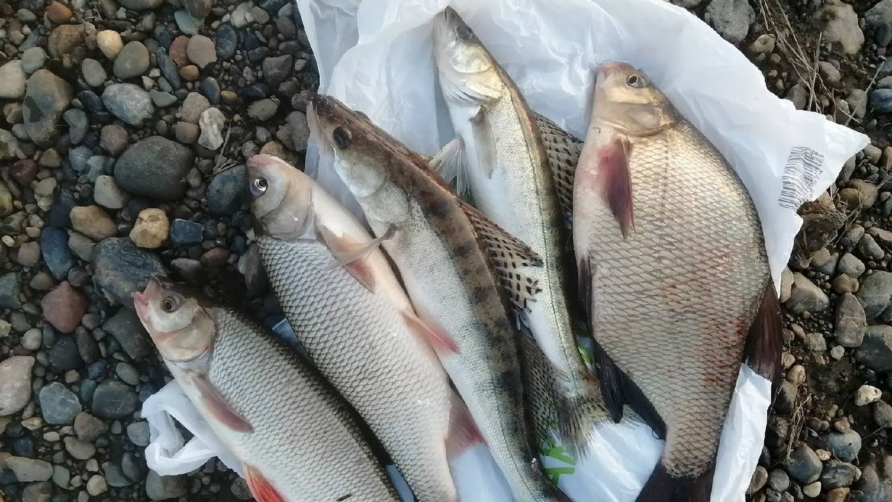 ЭТА СНАСТЬ ЛОВИТ ВСЮ РЫБУ ПОДРЯД!!! смотреть онлайн