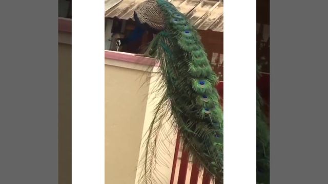 Beautiful Peacock sit home wall eat nuts 🌰 National bird #short смотреть онлайн