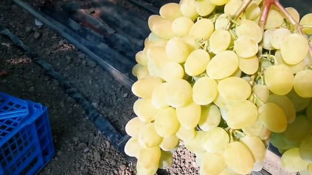 г.ф. Памяти Шмелёва