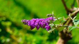 Задорная весенняя музыка для поднятия настроения