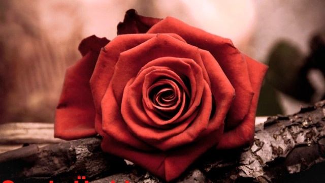 Sevda Ümid seni sevdiyime peşmanam смотреть онлайн