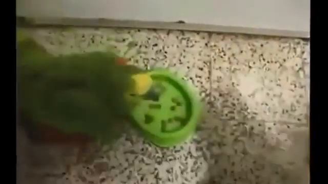 попугай хам и справедливыйй кот смотреть онлайн