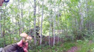 СБОР ГРИБОВ. ТИХАЯ ОХОТА. ПЕРВЫЕ ГРИБЫ. В ЛЕС ЗА ГРИБАМИ