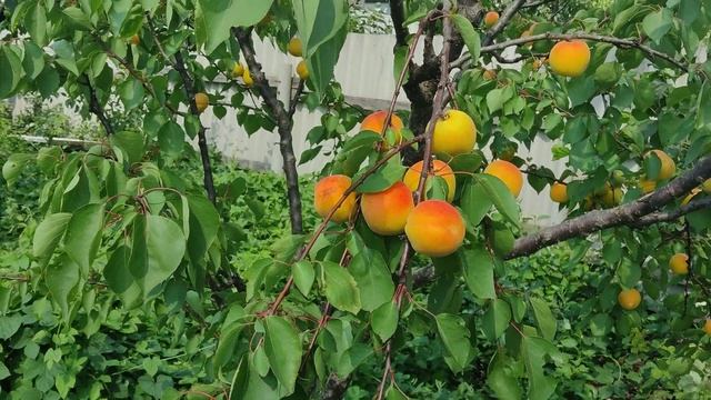 Не только виноградом Едины. Часть 1