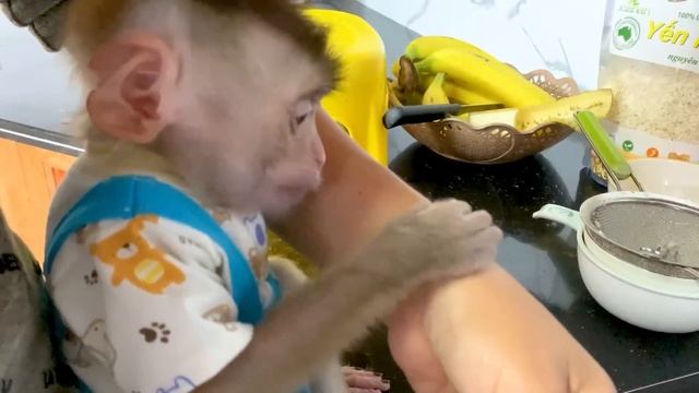 Monkey Puka Eats Deliciously With Oatmeal Porridge Mixed With Banana