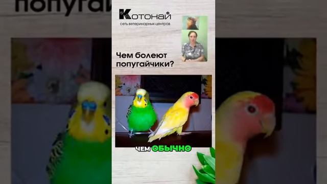 Как понять, что вашей птице нужна помощь смотреть онлайн