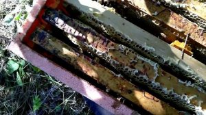 Как подсадить племенную пчелиную матку