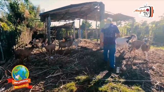 Finca Integral / Mundo Agropecuario, Flora, Fauna y Ecoturismo смотреть онлайн