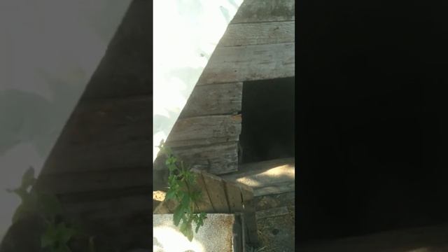 жарим шашлык смотреть онлайн