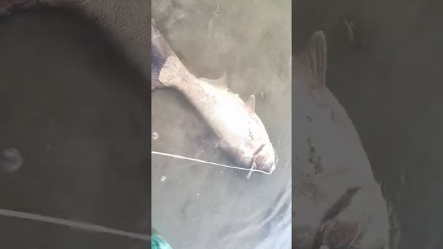 Толстолобик смотреть онлайн
