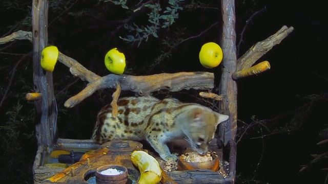 Генета смотреть онлайн