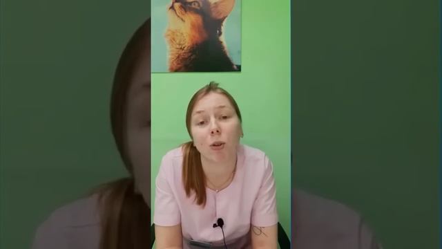 Запрещенные новогодние продукты для животных смотреть онлайн