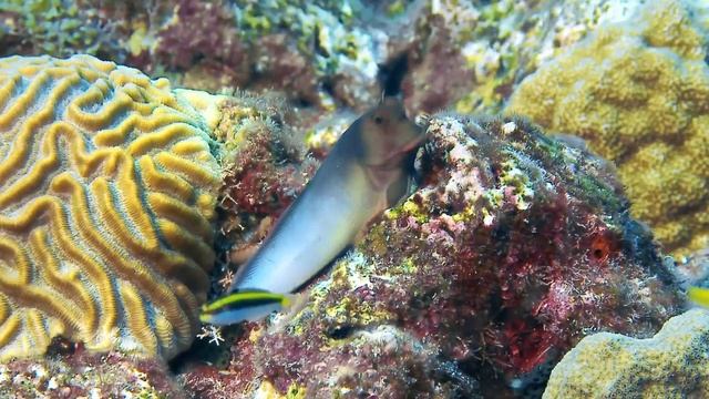 Caribbean Marine Etiquette PSA смотреть онлайн