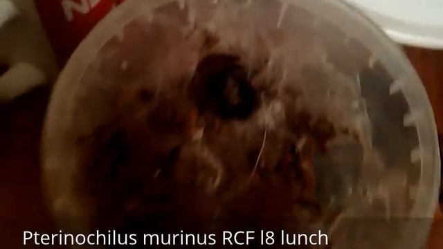 Pterinochilus murinus RCF l8 lunch смотреть онлайн