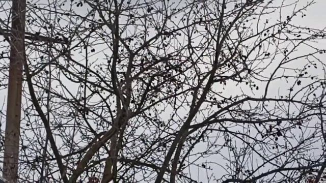 Птица. смотреть онлайн