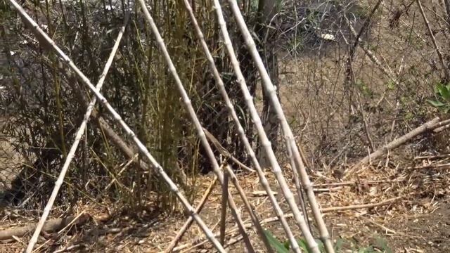 Walking Around Paso Fino Yoga Farm смотреть онлайн