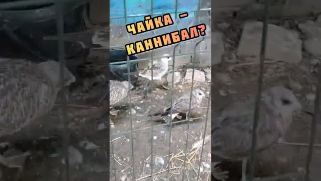 Чайка-каннибал пытается всех съесть! смотреть онлайн